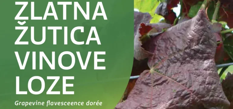 Spriječimo daljnje širenje zlatne žutice i propadanje vinograda